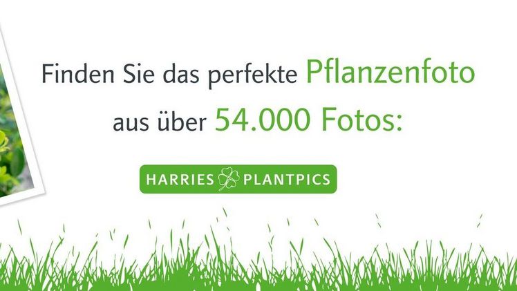 Über 54.000 botanische Highlights auf einen Blick bei HarriesPlantdesign. Bild: HarriesPlantdesign.