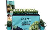 Ein weiteres Highlight der Wintermesse ist die neue Sorte Berry Bux® aus dem BrazelBerry® Sortiment im praktischen P 10,5 Topf. Bild: Baumschule Jeddeloh.